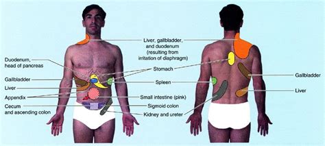Most of your liver is on the right side of your body. Anatomy Notes: Referred pain