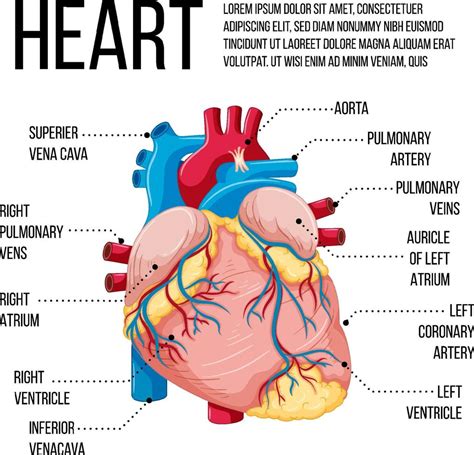 Diagrama Que Muestra La Estructura Del Corazón 6094621 Vector En Vecteezy