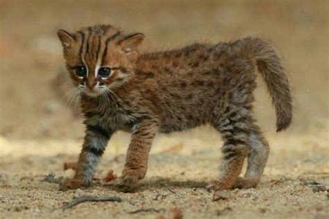 Since 2016, the global wild population is listed as near threatened on the iucn red list as it is fragmented and affected by loss and destruction of prime habitat, deciduous fo. Rusty spotted cat from Sri Lanka | Rusty spotted cat ...