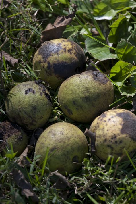 Worms hanging from trees can be very upsetting to homeowners. All for nut: Black walnut trees yield value for some ...