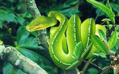 Discover the world of snakes. 15 Pictures - Snakes