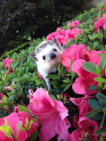 Download and use 100,000+ beautiful flowers stock photos for free. Cute hedgehog in flowers | LuvBat