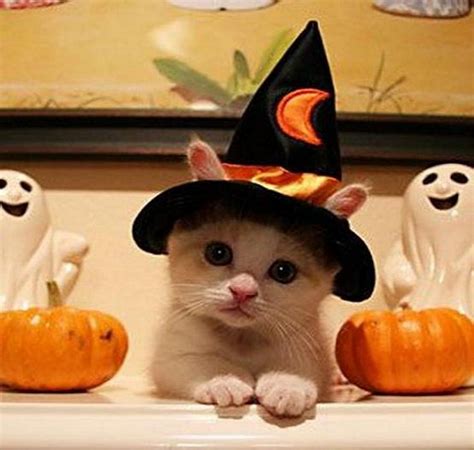 Halloween Cat Easyday
