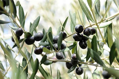 10 Varieties Of Fruiting Olive Trees You Can Grow