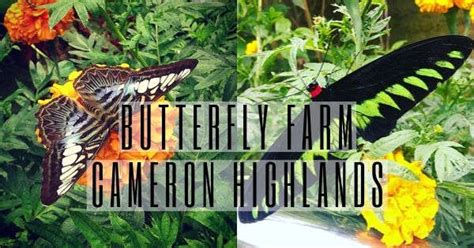 The cameron highlands also doesn't have too many shopping venues compared to other places, as it is essentially a hill station, so if you do want to grab some gifts then this is one of the best options. Butterfly Farm Cameron Highlands: Everything About This ...