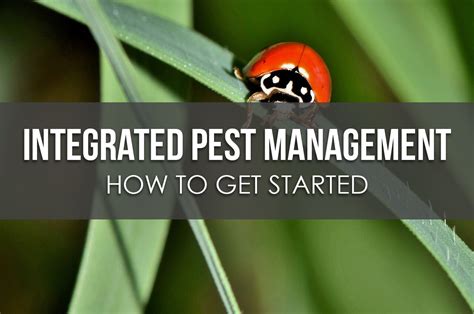 How To Get Started With Integrated Pest Management Upstart University