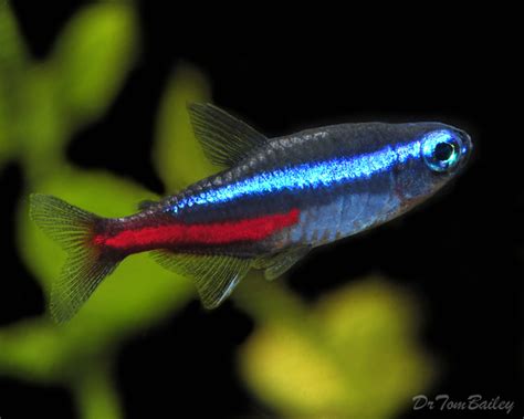 Neon Tetra For Sale