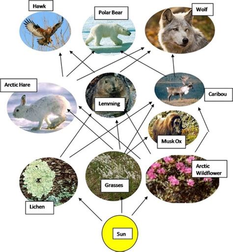 Ecosystem Food Web The Arctic Wolf