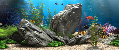 Fish Aquarium Wallpapers Wallpaper Cave