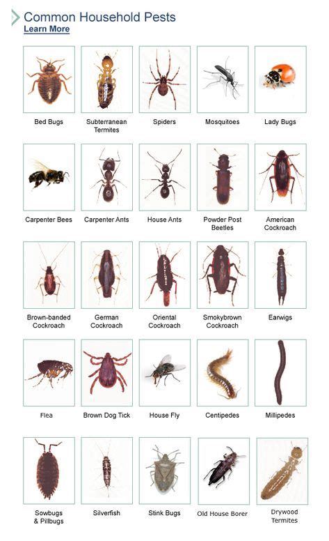 Best Common Household Bugs Images Pests Household Bugs Household Pests