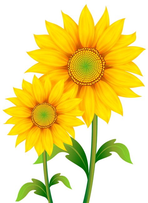 Famous Animated Sunflowerpng Ideas