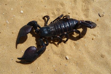 8 Popular Scorpion Species Suitable As Pets With Pictures Pet Keen