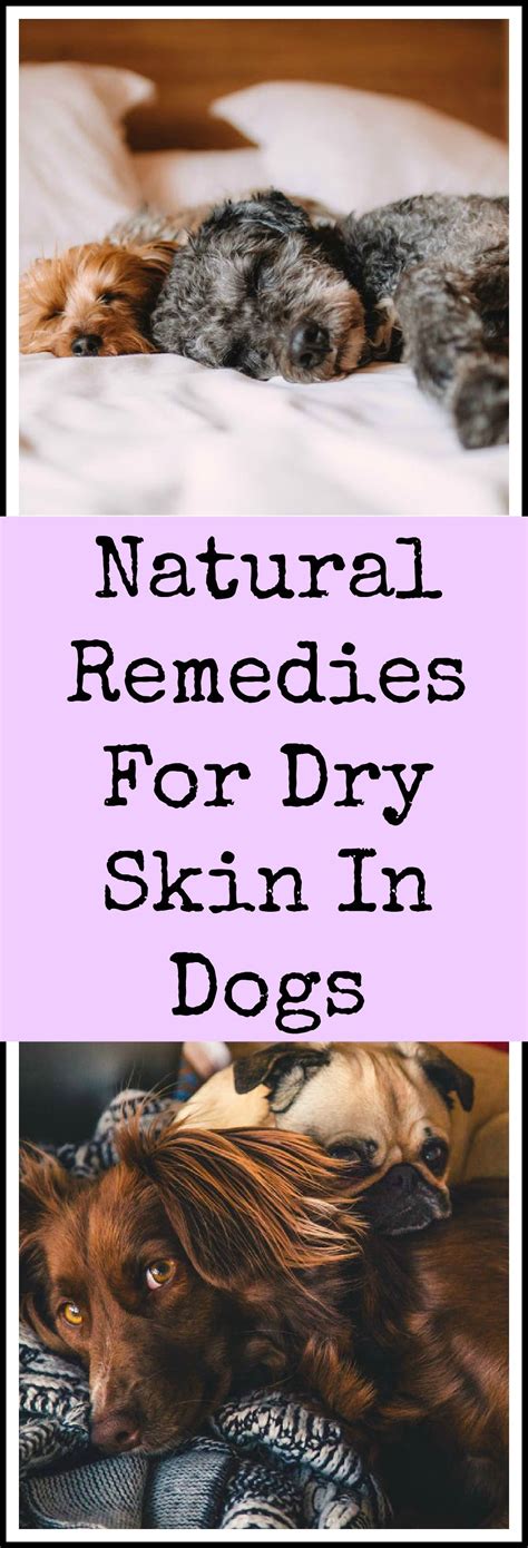 Natural Remedies For Dogs With Dry Skin Paws Right Here Dog Dry