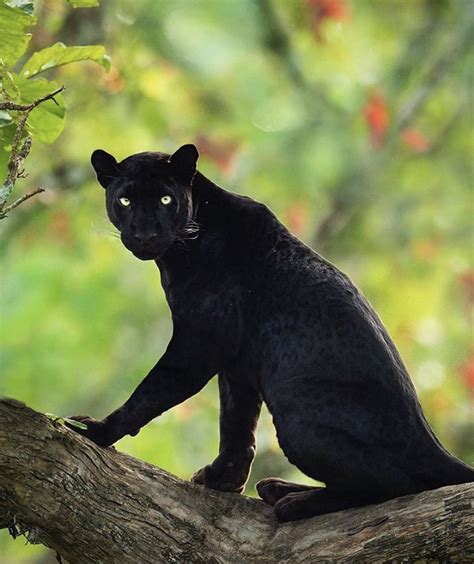 Majesty Black Panther Cat Cute Baby Animals Animals