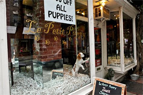 Puppy Purchasing When Drunk, a Common City Scourge - The New York Times