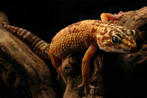 Do Leopard Geckos Like To Climb Gecko Advice