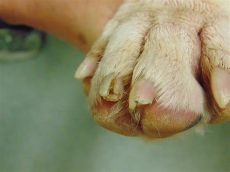Factors of ingrown nail plate can serve as injuries, bruises, congenital or acquired orthopedic disorders, infections, as well as heredity. Broken toe nails | Colborne Street Pet Hospital