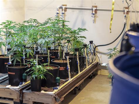 How To Grow Weed Indoors Picking Your Space Choosing Your Lights