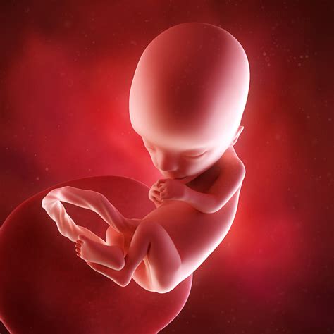 Gravidez De 13 Semanas