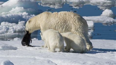 10 Unusual Facts About Polar Bears You May Not Know
