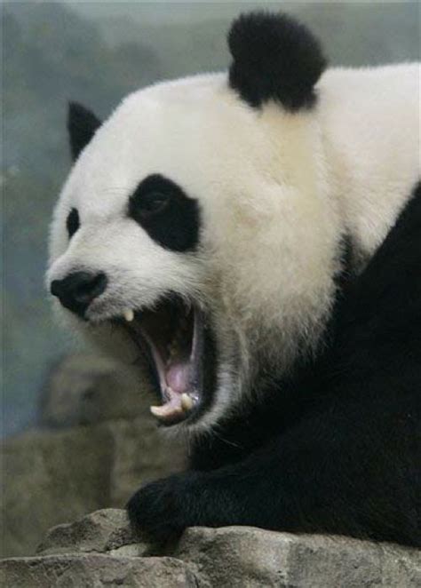 Panda Panda Bear Panda Love