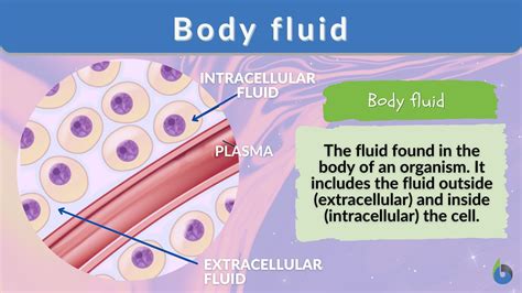 body fluid definition and examples biology online dictionary