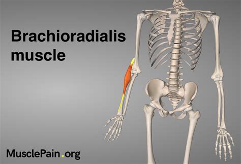 Brachioradialis Muscle Pain Muscle Pain