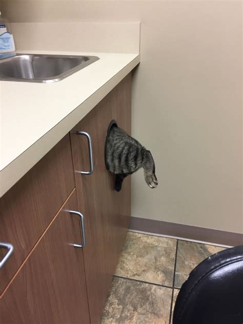 Brilliant Hiding Spots Cats Have Found While Avoiding The Vet