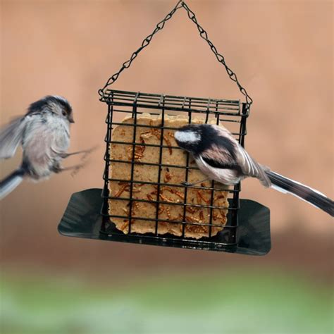 Suet Bird Feeding Habit That You Must Understand Animal Lova