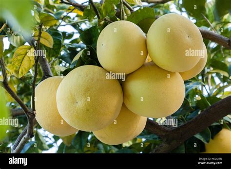 Fruit Of Pomelo Citrus Maxima France Alpes Maritimes Menton Stock