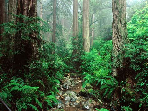 Olympic National Park Washington Usa Alterracc