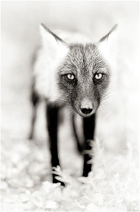 Fox In Black And White Imagery Pictures Photos And