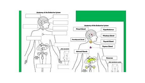 Endocrine System Anatomy Activity and Coloring Worksheets | TpT