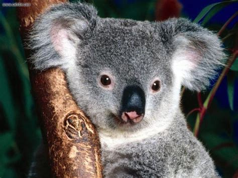 Free Download Cute Koala Bear Hd Wallpaper Cute Cute Koala Bear Hd