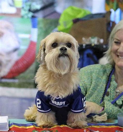 Westminster Kennel Club Dog Show Los Mejores Perros Del Mundo Se Lucen