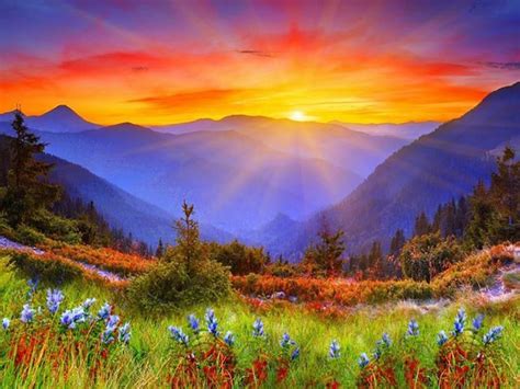 Sunrise Over Mountains And Flowers Sunrise Wallpaper Mountain