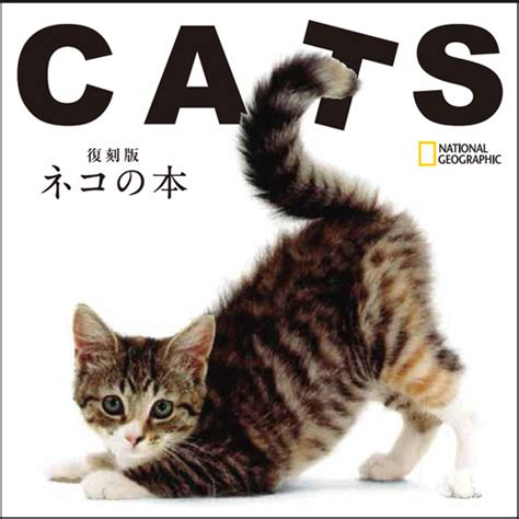猫伸びするライオン ナショナルジオグラフィック日本版サイト