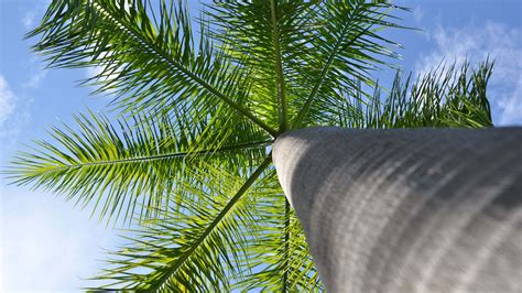 Worm S Eye View Of Palm Tree Branches Under White Clouds Blue Sky K Hd Nature Wallpapers Hd