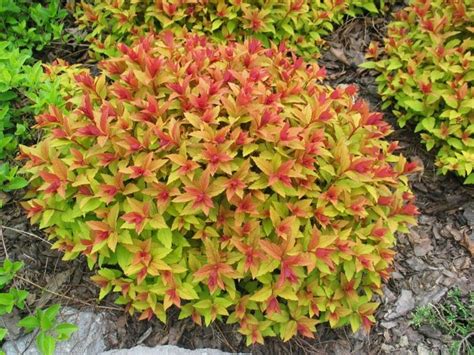 Although we think all of our fire glass collections are beautiful, for a flame guard makes sure your fire pit stays lit and the flame keeps soaring. Spiraea Gold Flame - Midland Horticulture