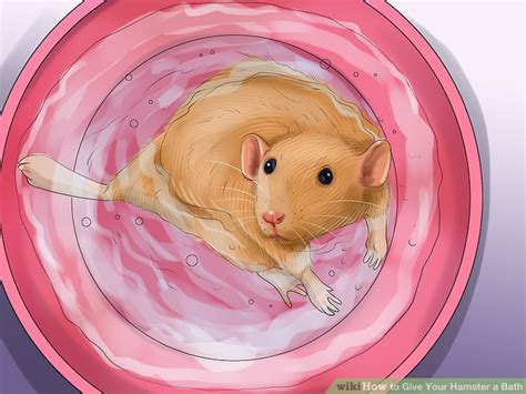 3 Ways To Give Your Hamster A Bath Wikihow