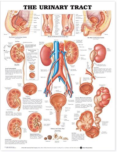 The Urinary Tract Anatomical Chart Br