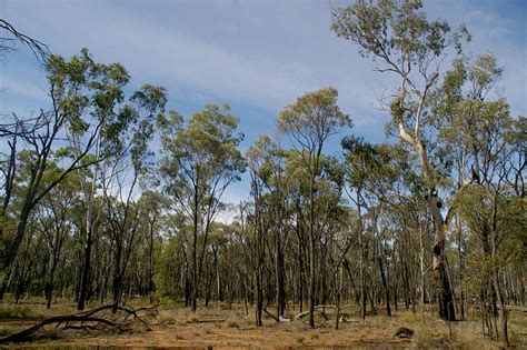 Eucalyptus Cambageana And Acacia Harpophylla On Brown Clay Flickr