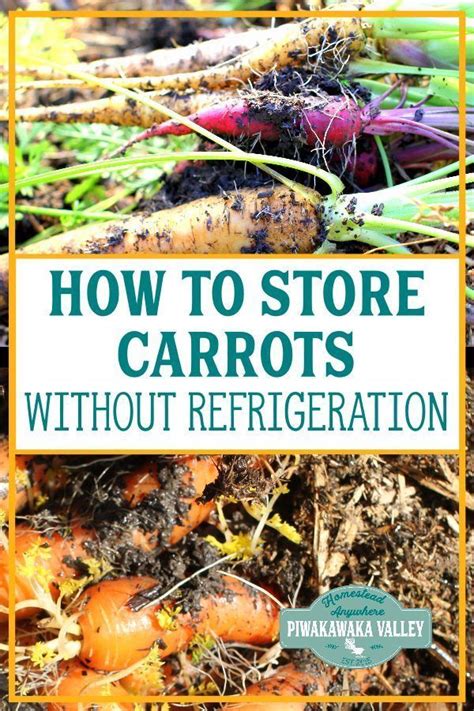 Storing Carrots How To Store Carrots Without Refrigeration Growing A