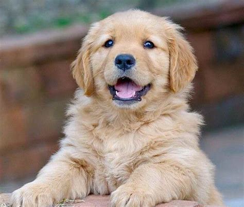 How Much Do Golden Retriever Puppies Cost Petsidi