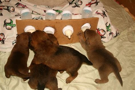 How To Bottle Feed A Puppy Newborn