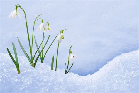 Group Of Snowdrop Flowers Growing In Snow Stock Photo By ©brozova 7208394