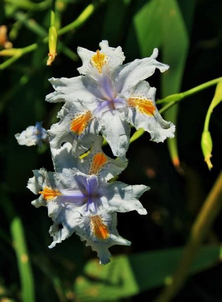 Wild Iris Flowers Free Stock Photo Public Domain Pictures