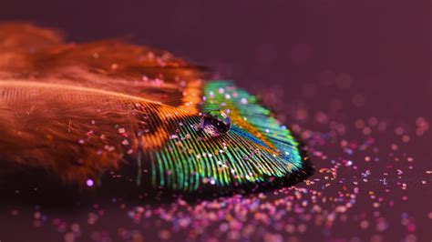 Peacock Feather Wallpaper 59 Images