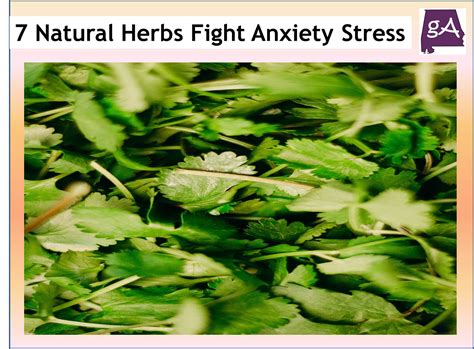 7 Natural Herbs That Can Help Fight Anxiety And Stress Geek Alabama