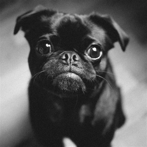 Adorable Baby Black Pug Puppies L2sanpiero